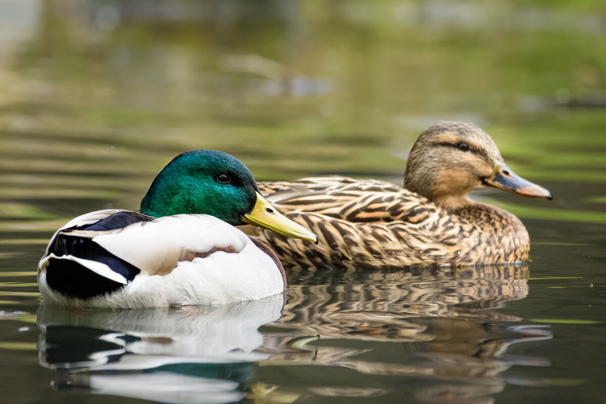 Un canard et un canne.