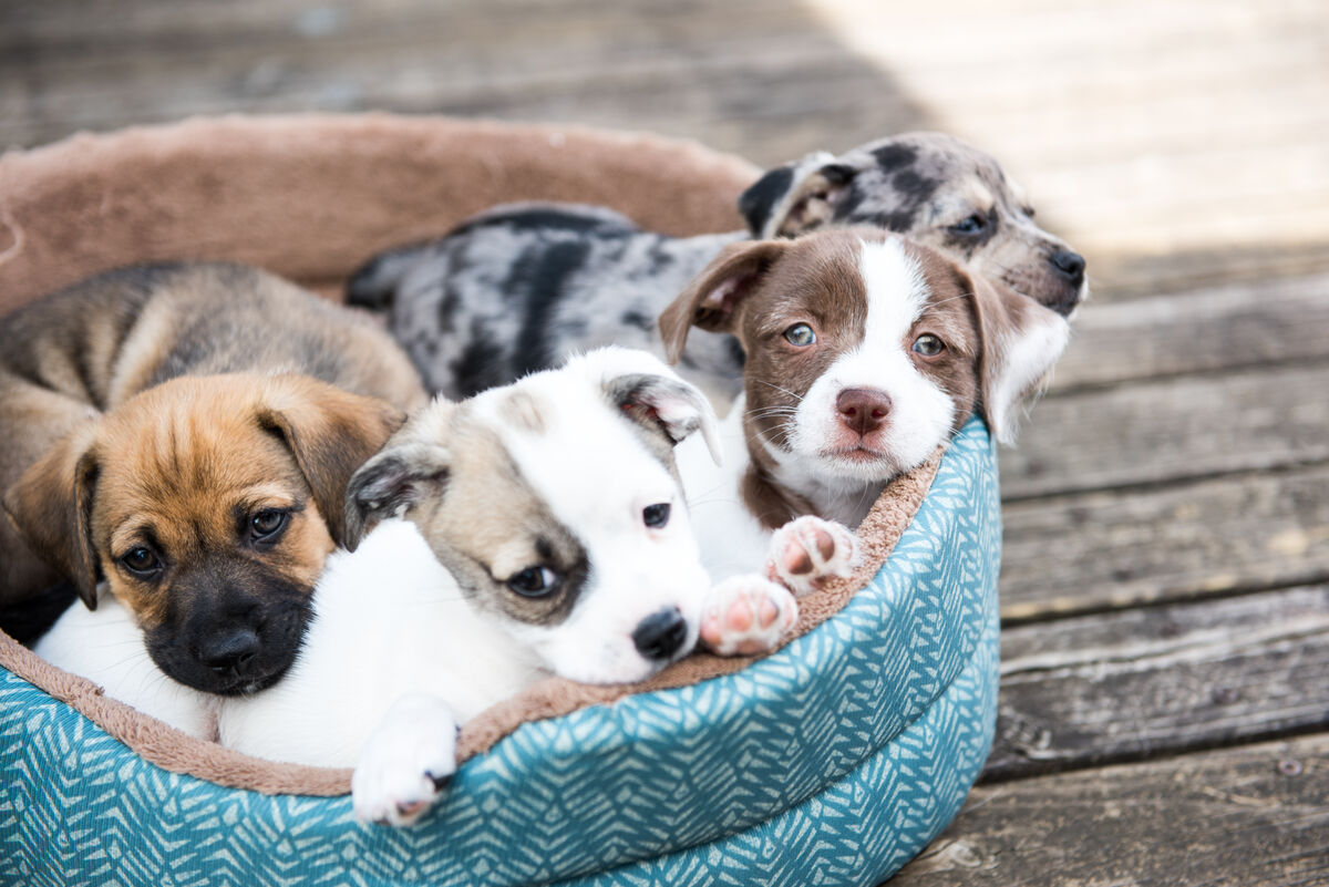 Des chiots de race différente