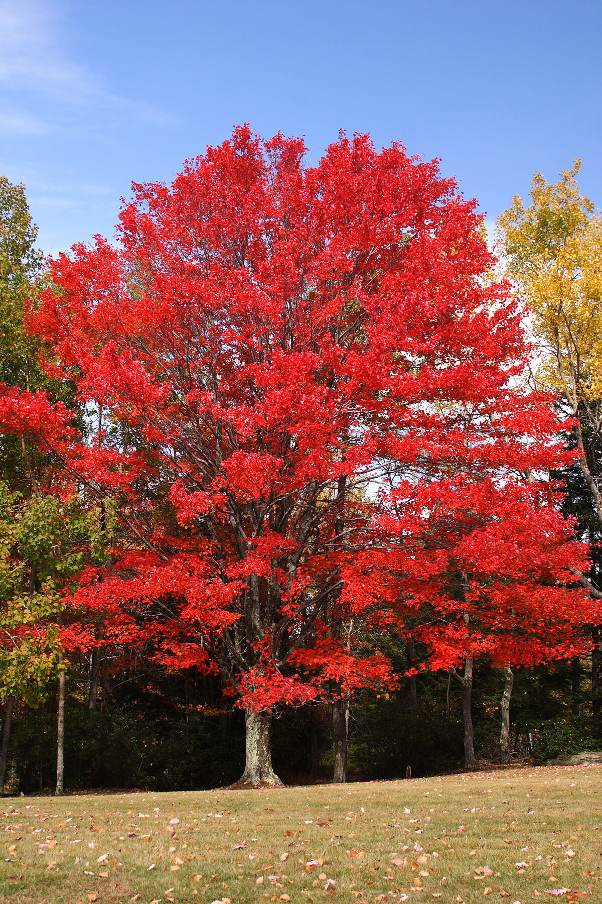 Un érable rouge (Acer rubrum)