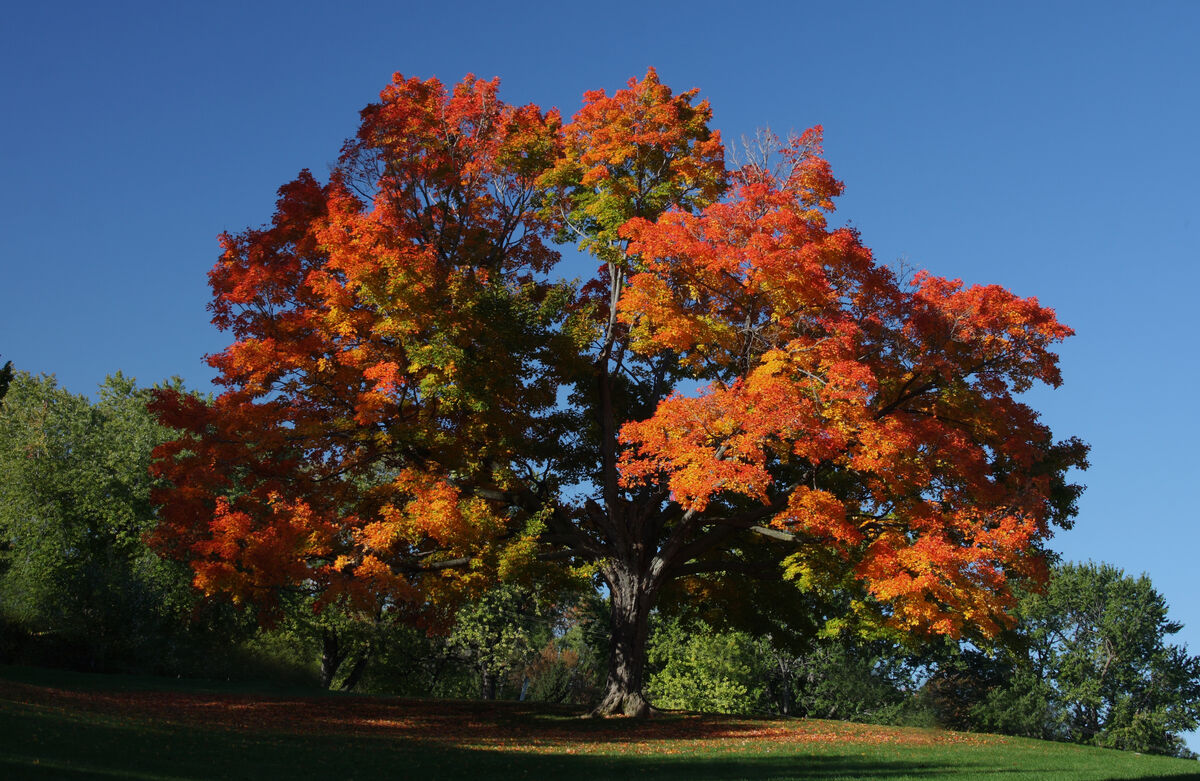 Un érable à sucre (Acer saccharum)