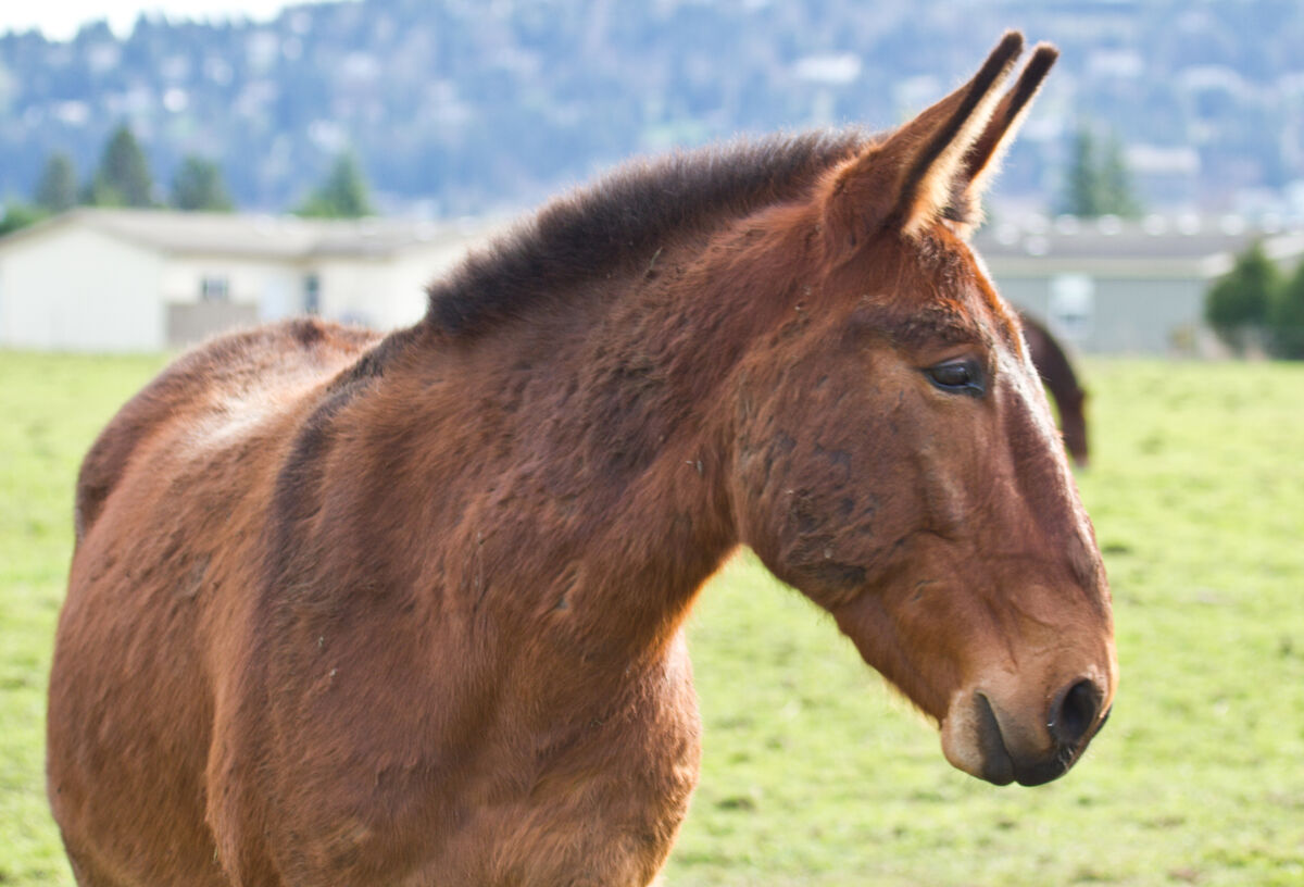 Un mulet qui provient de l’accouplement d’un âne et d’un cheval