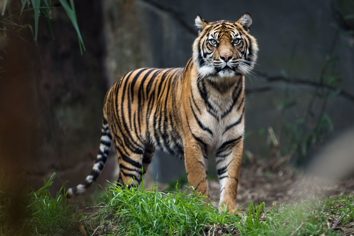 Un tigre (Panthera tigris)