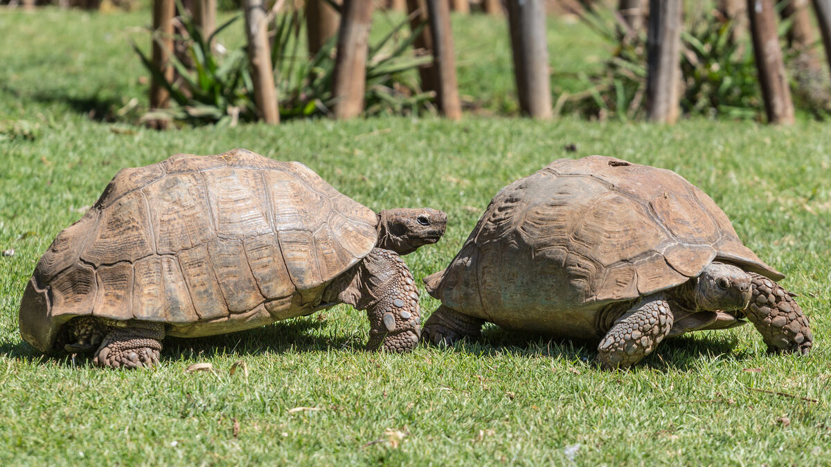 Le mâle et la femelle de la tortue sillonnée