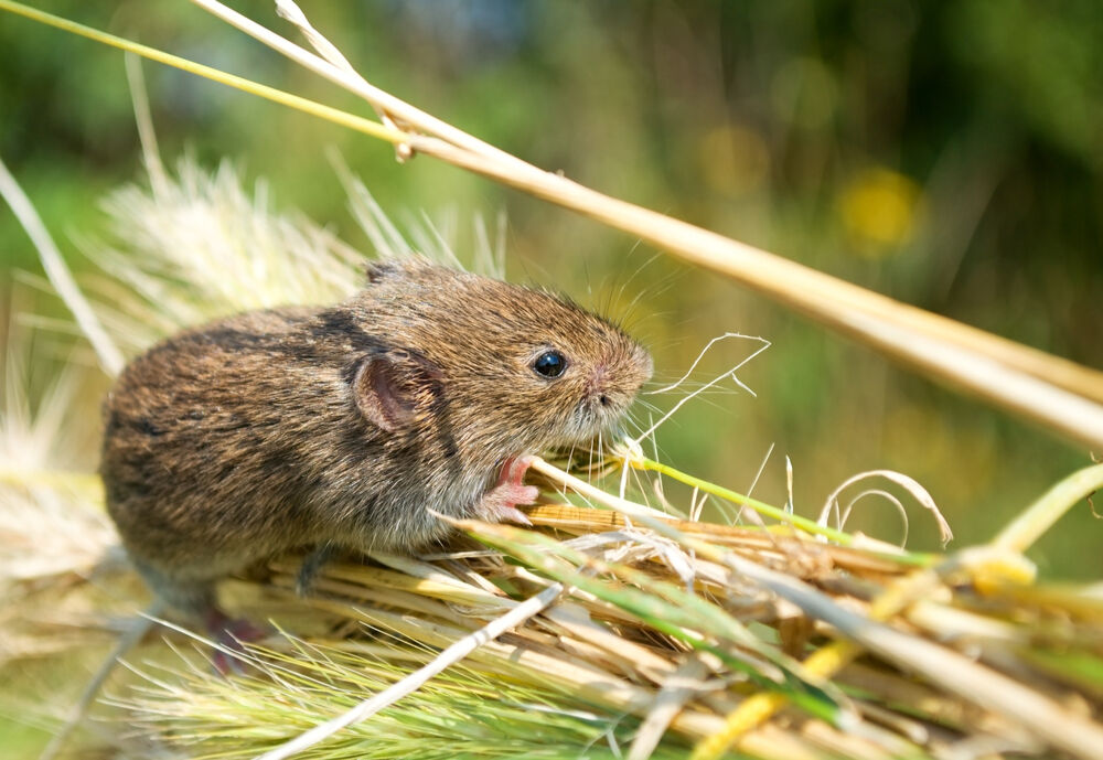 House mouse