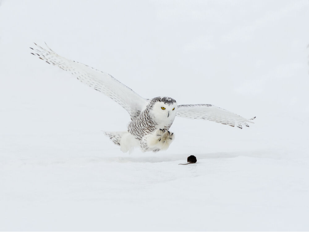 A snowy owl hunting a mouse