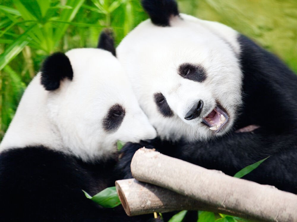 Giant pandas