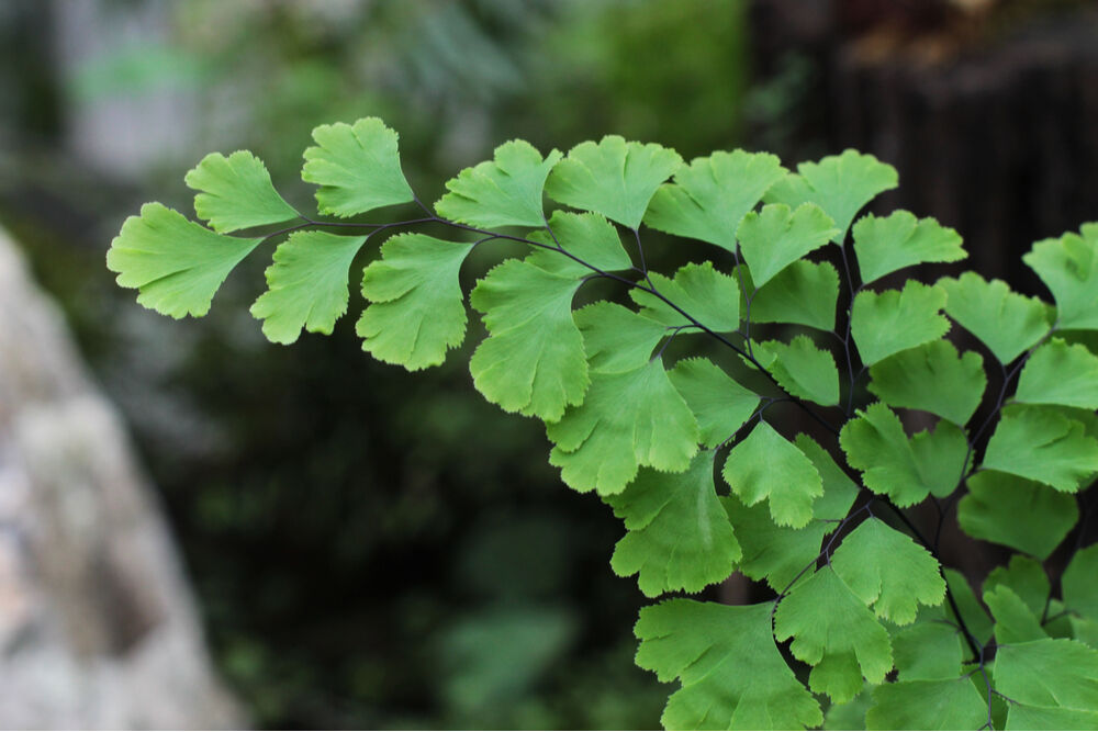 The Delta maidenhair fern