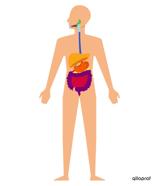 Le Systeme Digestif Et Son Anatomie Secondaire Alloprof