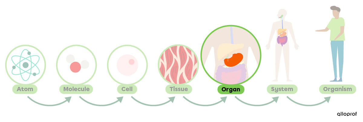 The levels of organization in the human body—atom, molecule, cell, tissue, organ, system and organism.