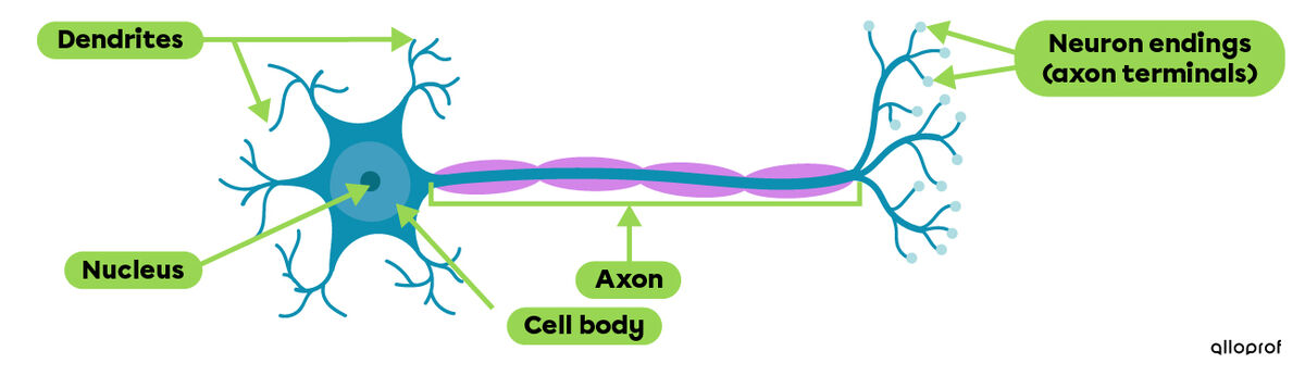 A neuron