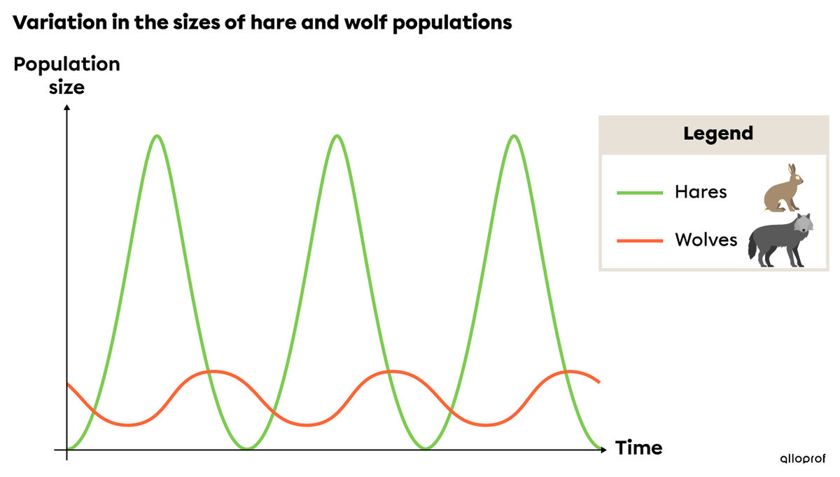 Variation in the sizes of hare and wolf populations, affected by biological cycles, and biotic and abiotic factors