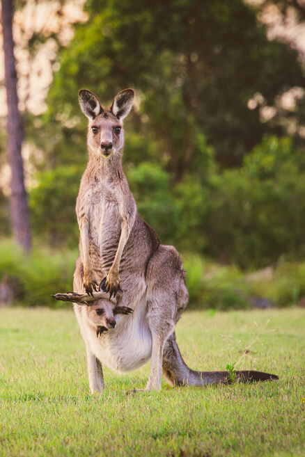 Un kangourou avec son bébé dans sa poche ventrale