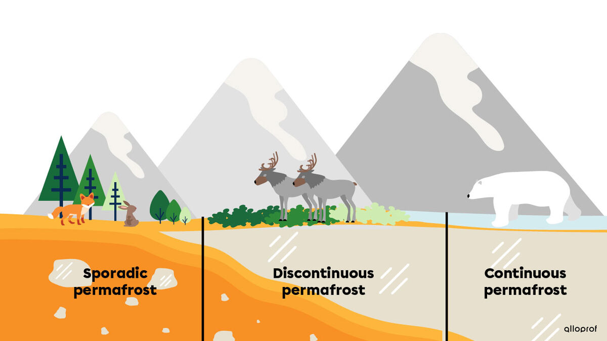 Sectional view of permafrost, from sporadic to continuous