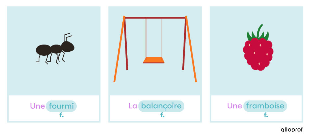 Les mots « fourmi », « balançoire » et « framboise » sont des noms féminins, car on peut placer « une » ou « la » devant.