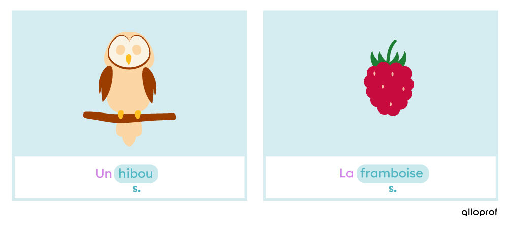 Les mots « hibou » et « framboise » sont au singulier lorsqu’ils désignent une seule réalité.