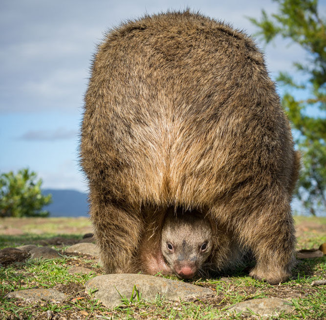 Un wombat avec son bébé dans sa poche ventrale