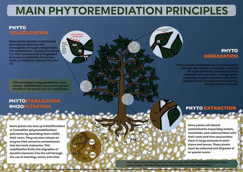 Phytoremediation Summary