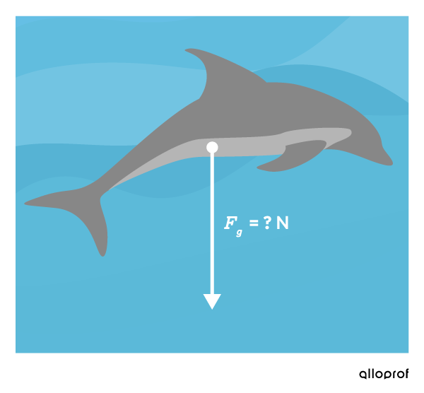 The dolphin’s weight is represented by a downward arrow.