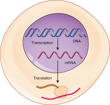 DNA