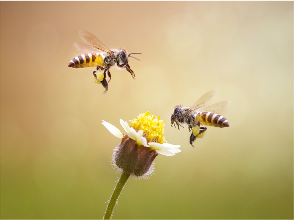 Bees see ultraviolet rays