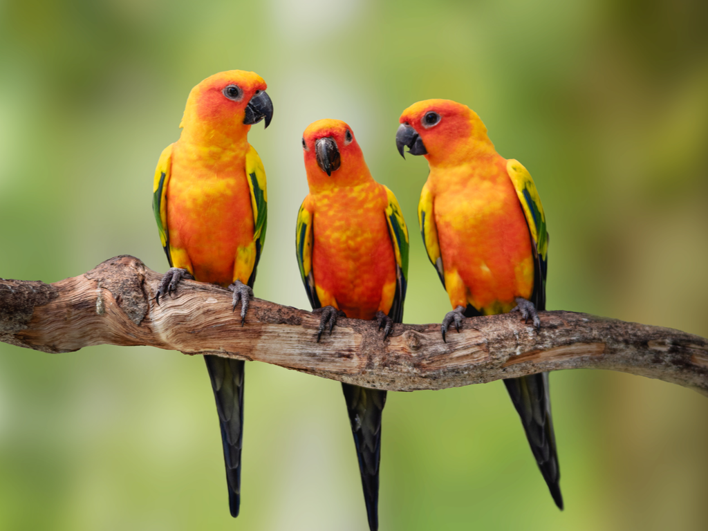 Parrots see ultraviolet rays