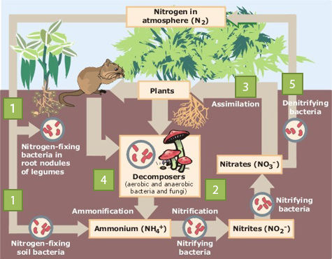 Nitrogen Cycle