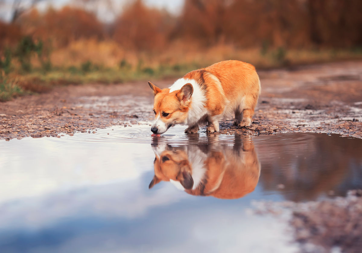 Reflet d’un chien sur une flaque d’eau