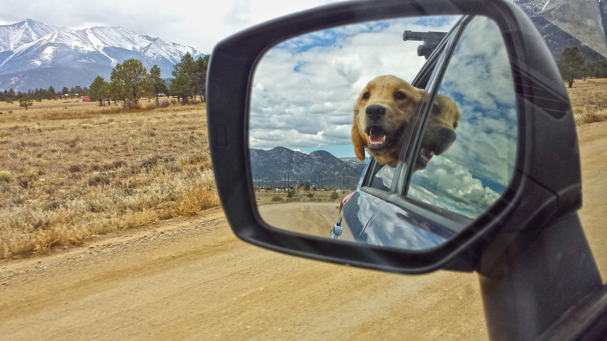 Reflet d’un chien sur un rétroviseur de voiture