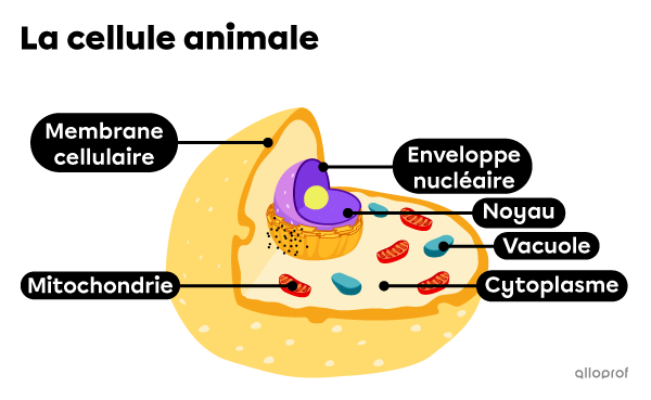 Représentation d’une cellule animale et de ses organites