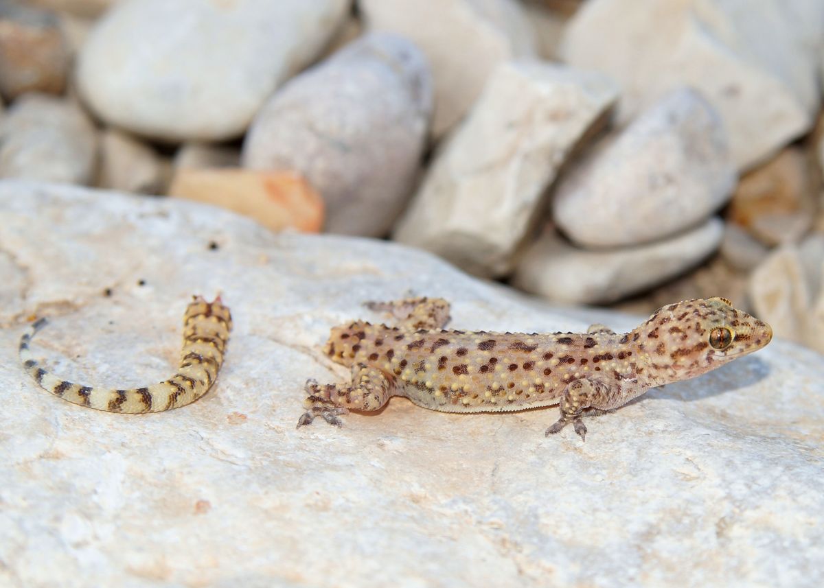 Mediterranean gecko that lost its tail.