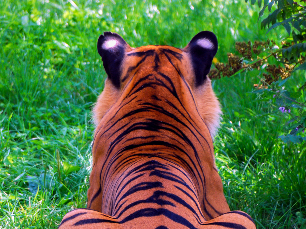 The back of the tiger’s ears is black with a white patch in the centre.