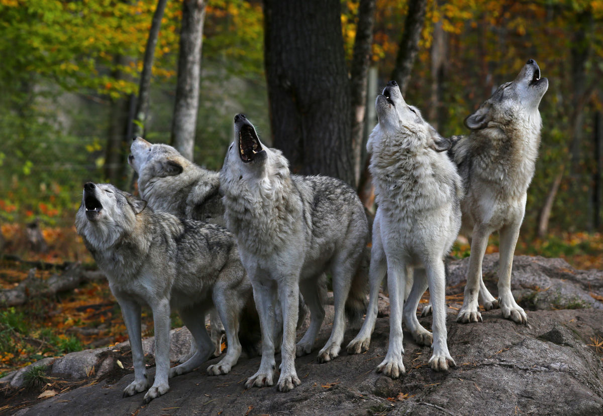 Wolves howling on a rock.