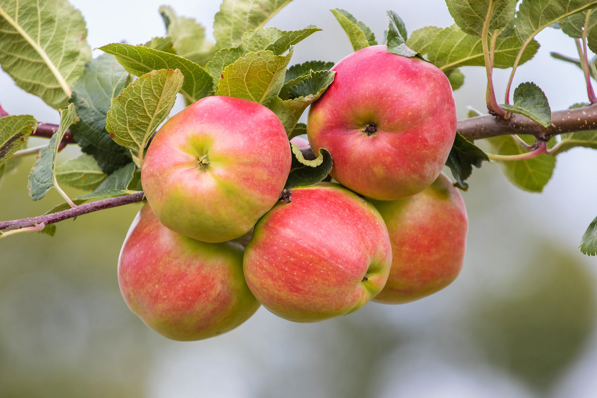 Apples in an apple tree.