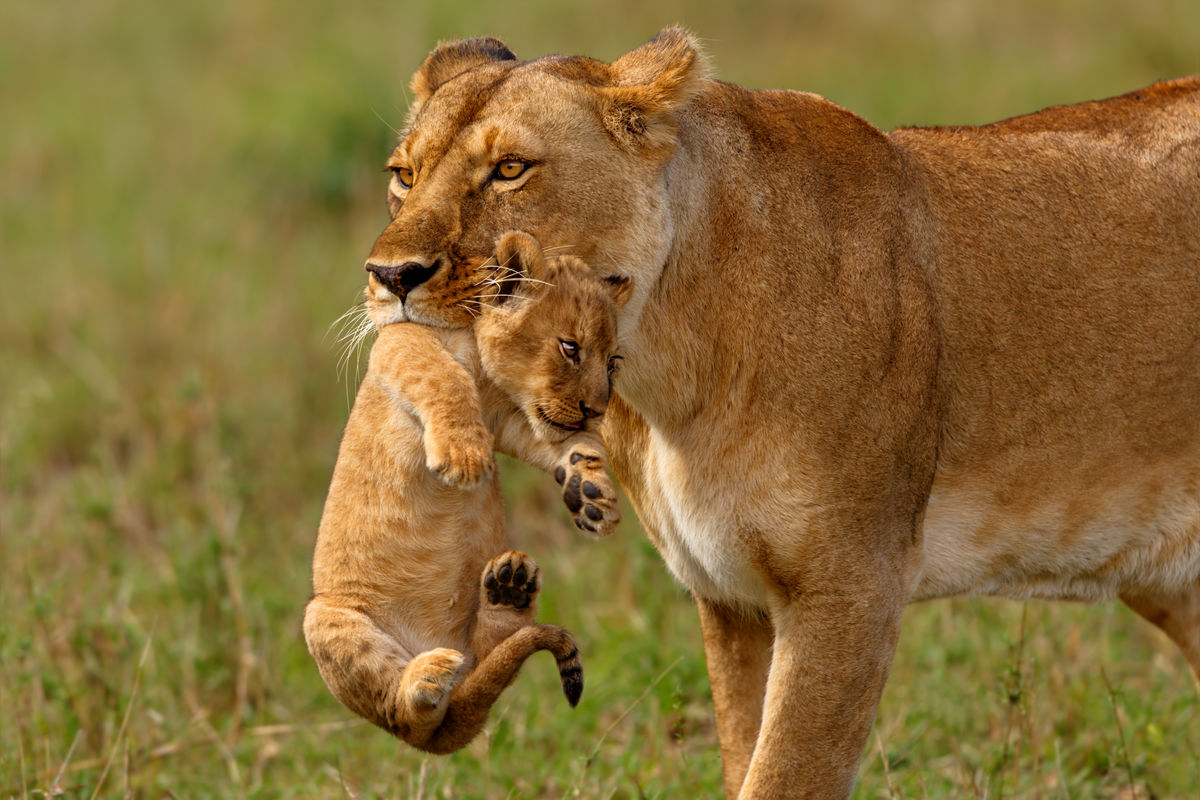 A lioness holding her cub by the neck in her mouth