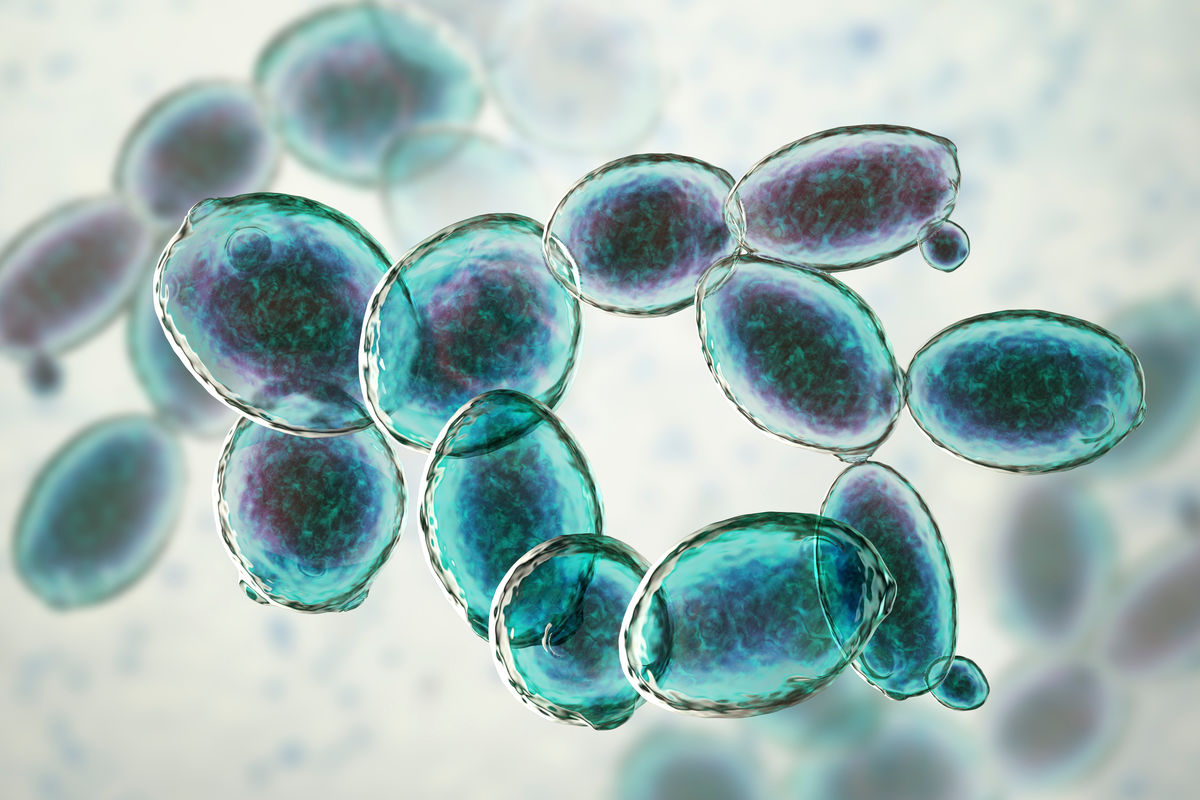 Illustration of Baker’s yeast.