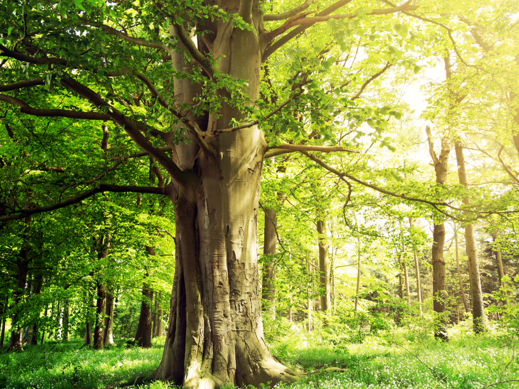 Mature beech tree in a forest.