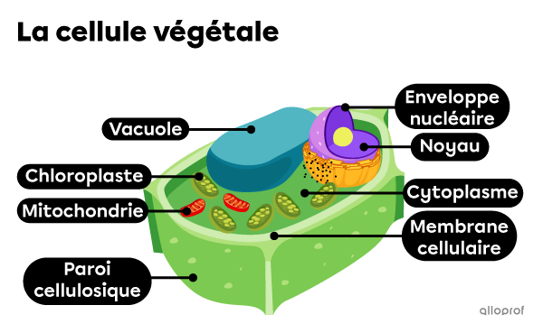 Représentation d’une cellule végétale et de ses organites