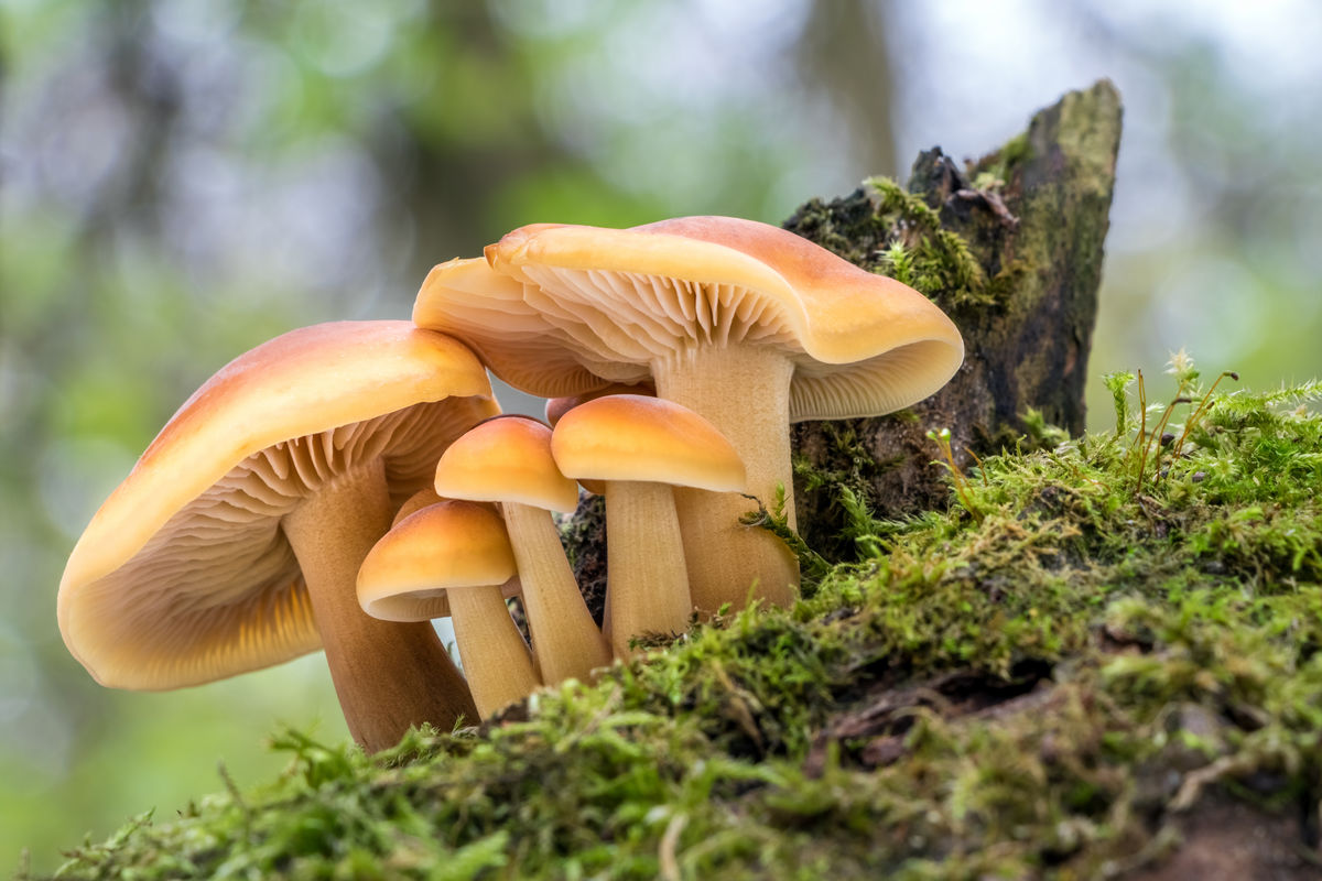 Winter mushroom sporophores on a piece of wood.