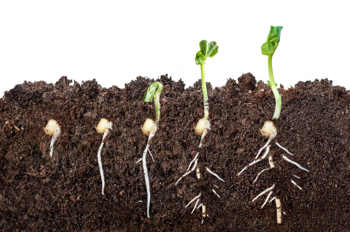 Different stages of seed germination