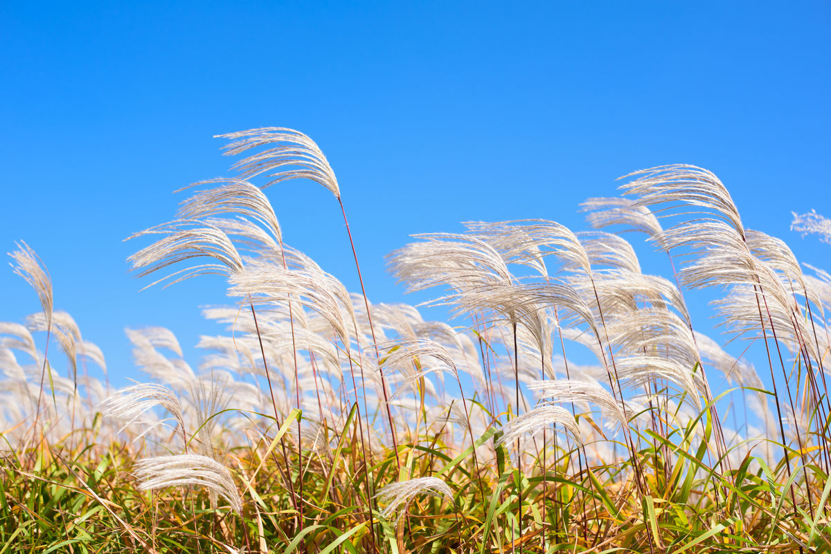 Des herbes soufflées par le vent