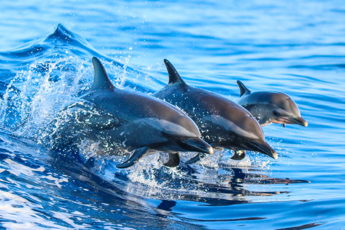 Dolphins communicate using sound and ultrasound