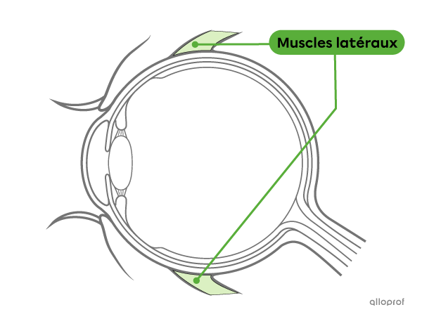 Les muscles latéraux permettent le mouvement de l’œil.