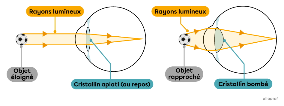 L’accommodation du cristallin