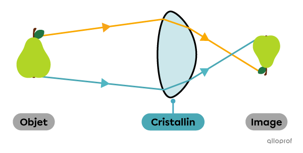 L’inversion de l’image par le cristallin