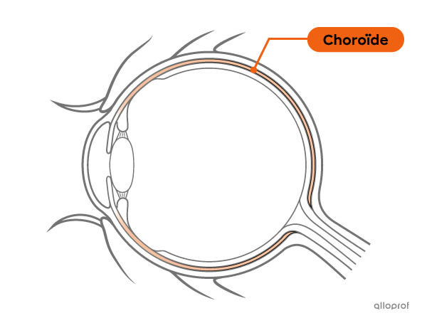 La choroïde est une membrane de l’œil.