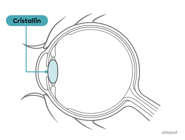 Le cristallin est un milieu transparent de l’œil.