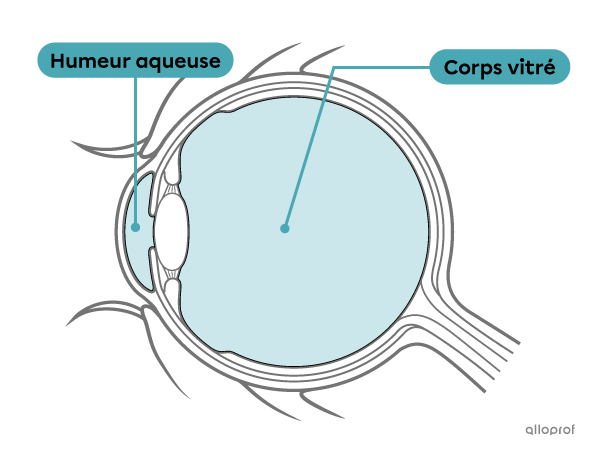 L’humeur aqueuse et le corps vitré sont des milieux transparents de l’œil.