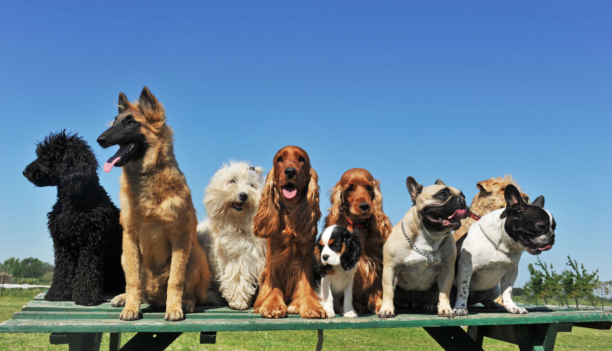 Un groupe de chiens de races différentes