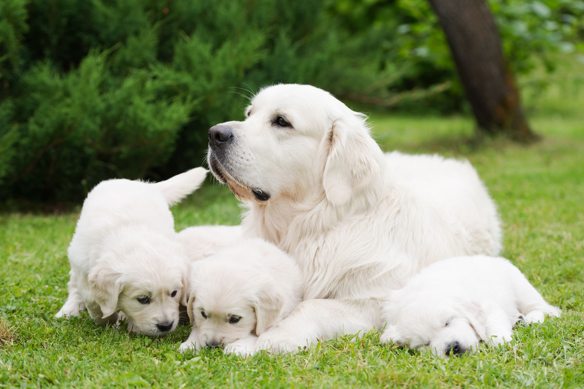 Une chienne et ses chiots