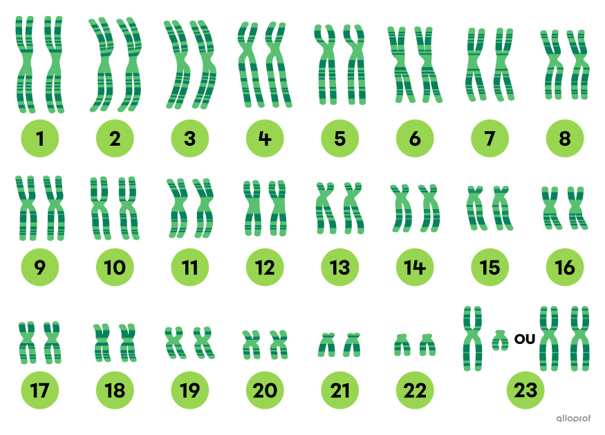 Le caryotype des chromosomes d’un être humain